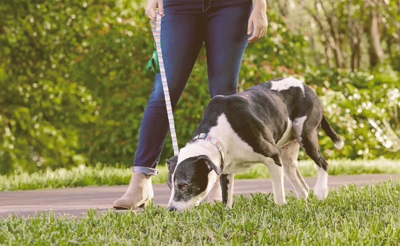 old dog walking with owner