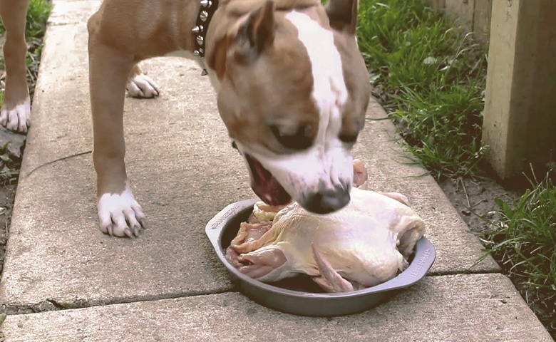 Dog eating poultry.