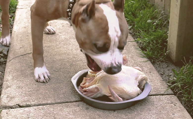 pitbull bulldog mix dog eating Dog eating poultry.