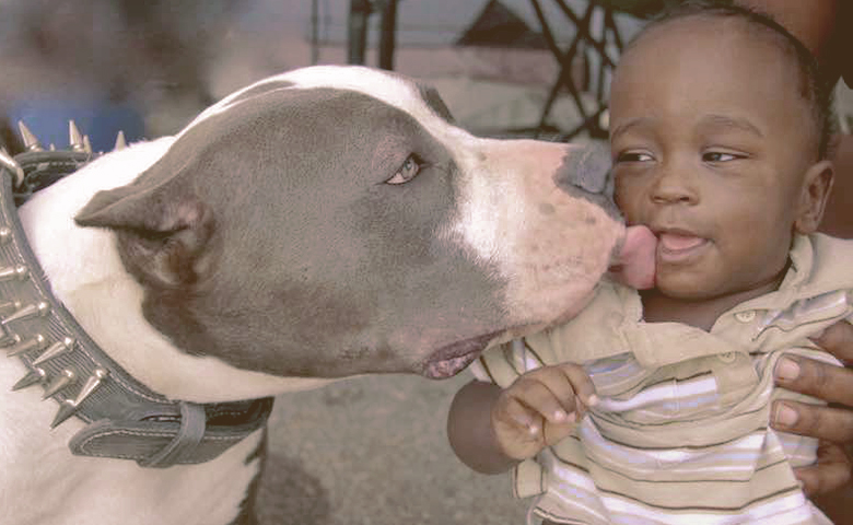 pitbull bulldog mix dog licking kid