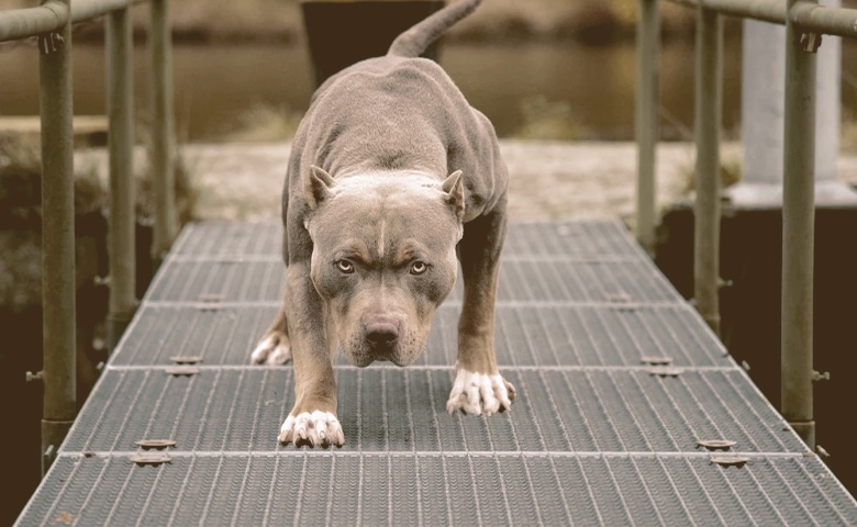 pitbull bulldog mix dog looking Dog crossing bridge.