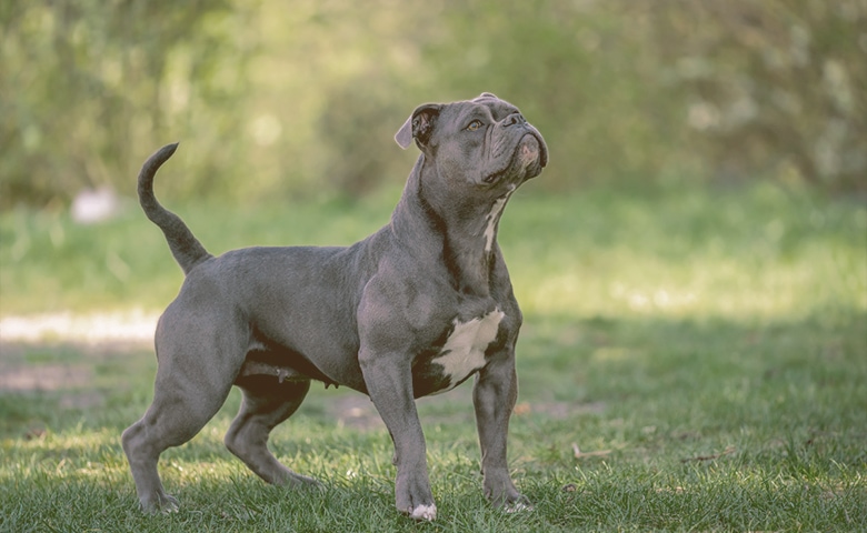 pitbull bulldog mix dog on the grass Dog looking up in the woods.