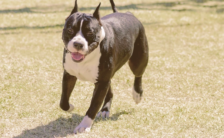 pitbull bulldog mix dog running Tired dog running.