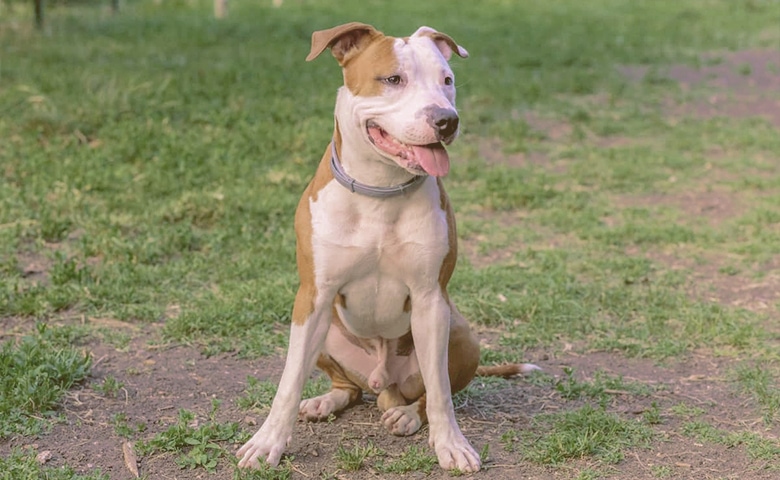 pitbull bulldog mix dog sitting on the grass