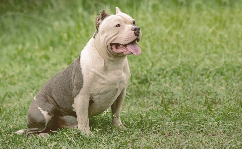 pitbull bulldog mix dog sitting on the grass Adult dog sitting on the grass.