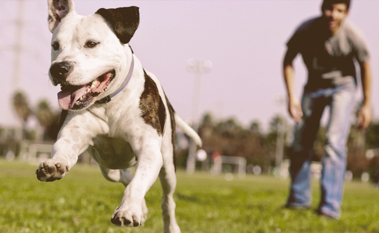 pitbull bulldog mix dog training High-energy dog.