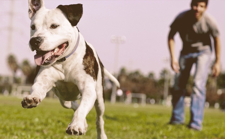 High-energy dog.