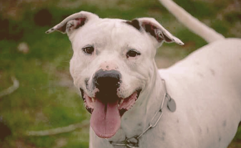 Dog with tongue out.