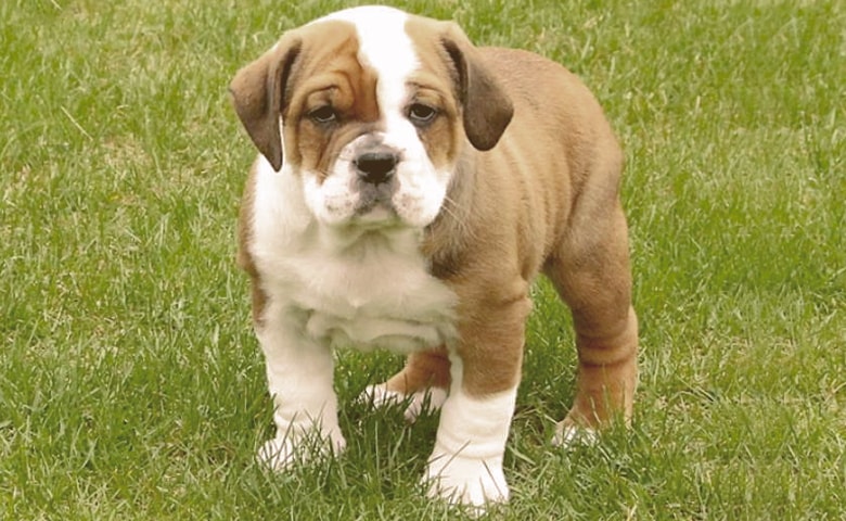 pitbull bulldog mix puppy