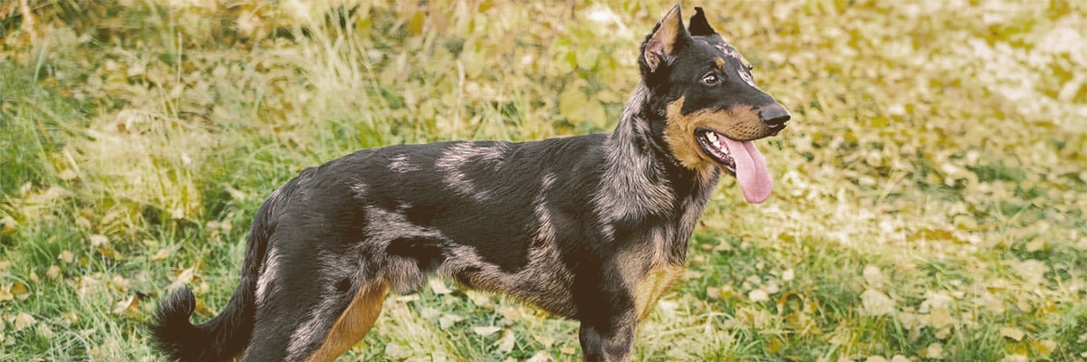 Beauceron