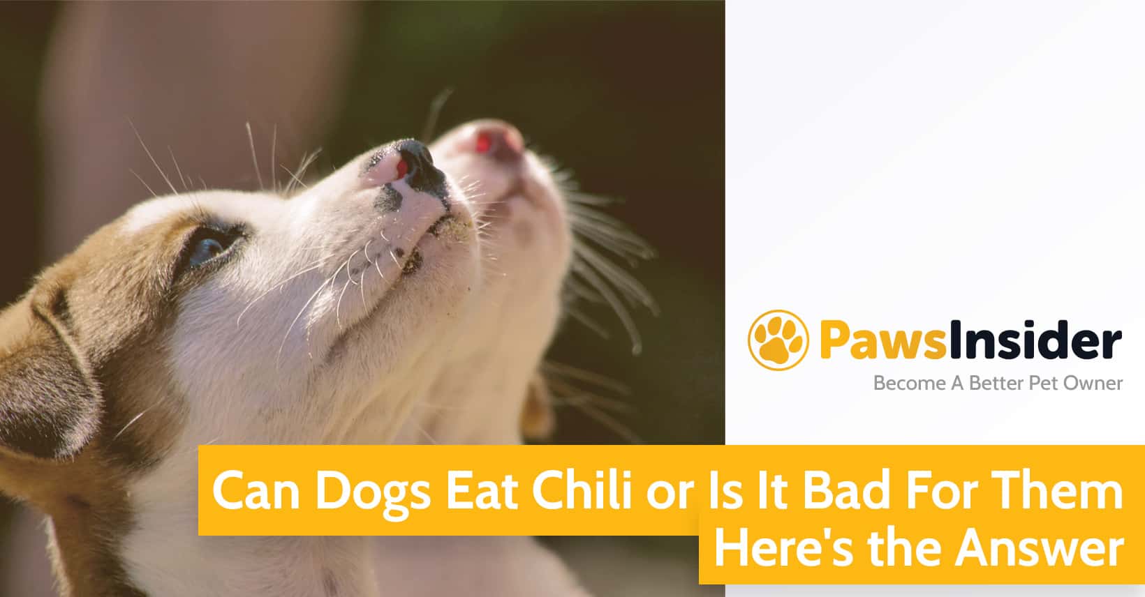 Can Dogs Eat Chili or Is It Bad For Them? Here's the Answer