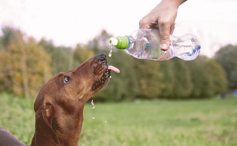 Dog drinking water from bottle given by human