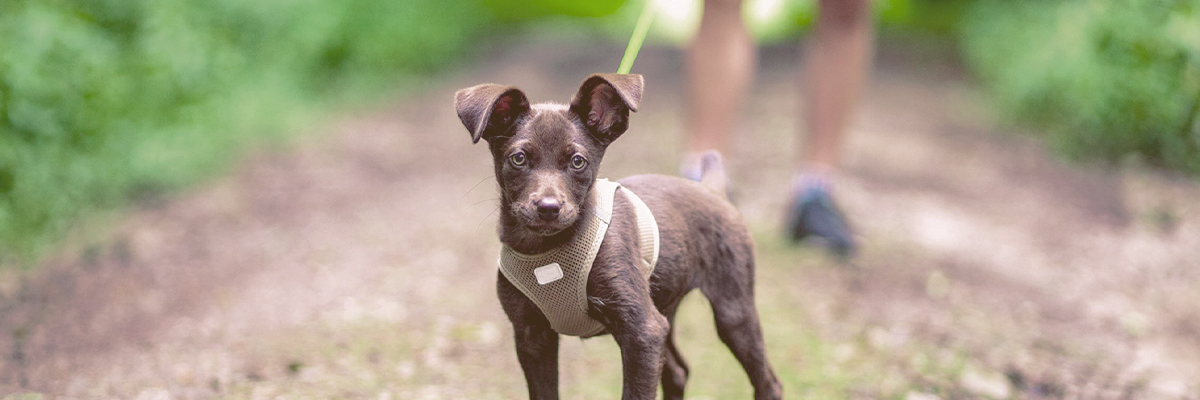 Dog Harnesses