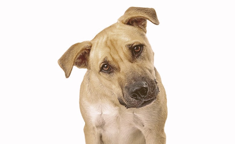 Dog tilting the head Dog looking puzzled