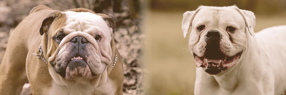 English and American Bulldog