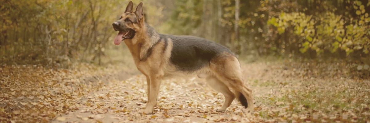 German Shepherd