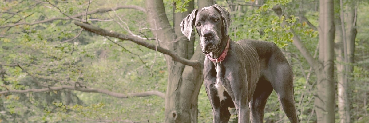 Great Dane