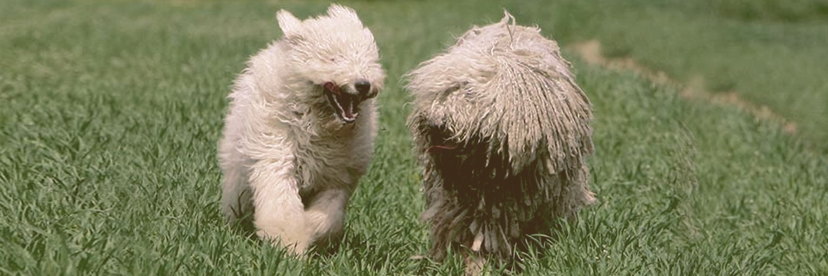 Komondor