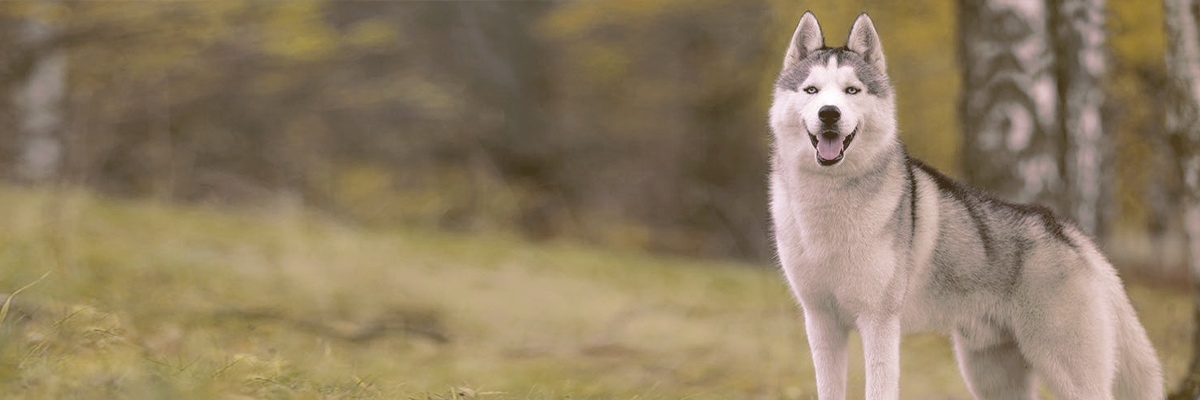 Siberian Husky