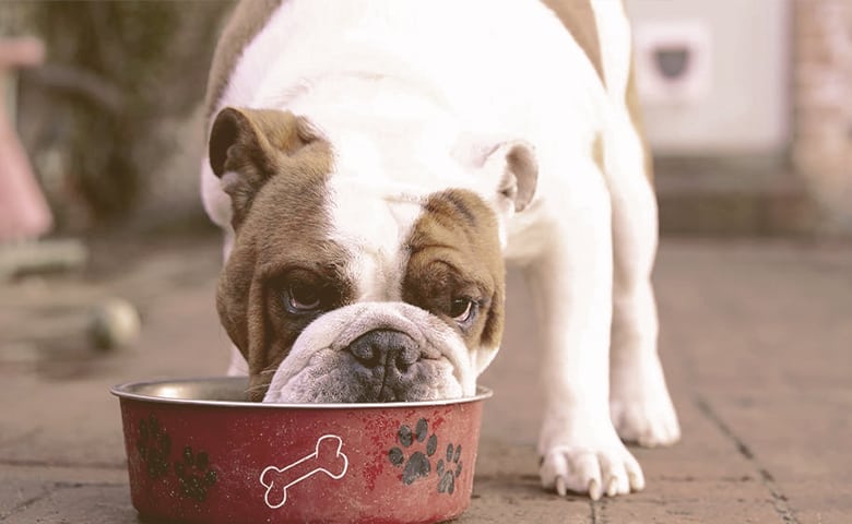 Bulldog eating from dog bowl