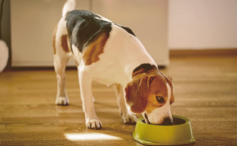 dog eating from bowl Dog eating from bowl on kitchen floor