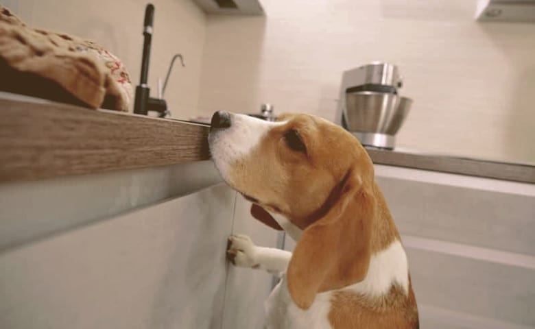 Dog trying to reach kitchen counter