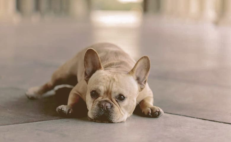 Bulldog lying on kitchen floor
