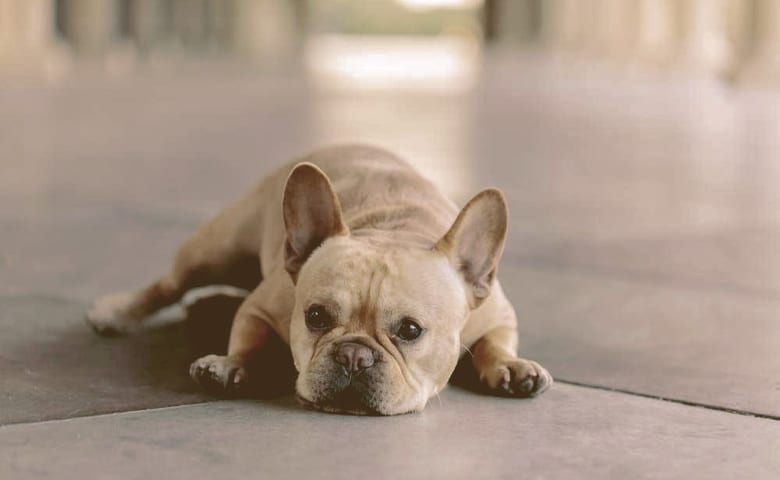 dog with upset stomach Bulldog lying on kitchen floor