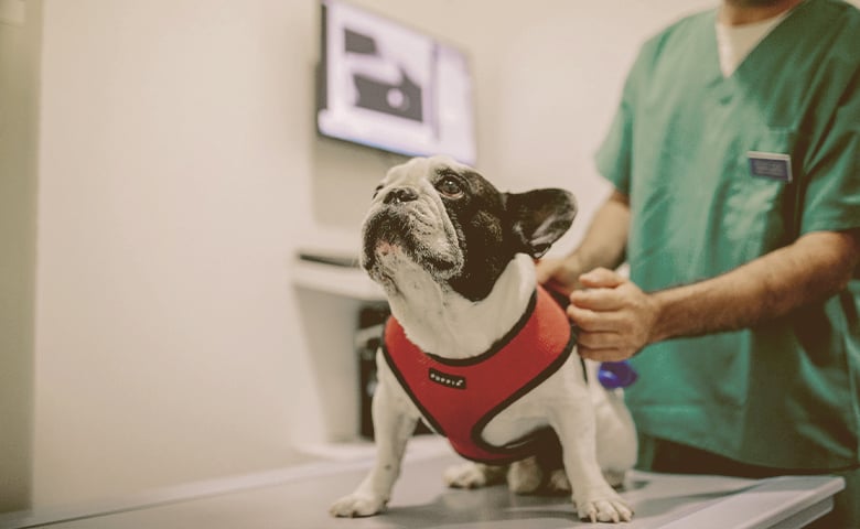 dog with vet French bulldog at the vet