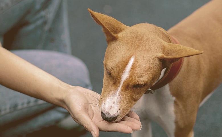 Dog eating from human hand