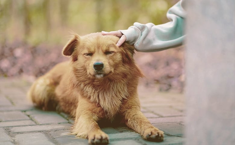 petting the dog Human petting dog