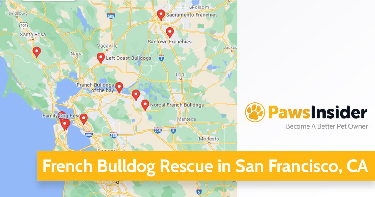 French Bulldog Rescue in San Francisco, CA