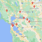 Screenshot of a map in GoogLe Maps of french bulldog rescue centers and breeders in San Francisco, United States