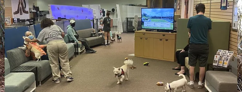 dogs walking around in a room