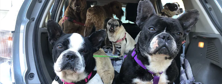 lot of dog on the back of a car