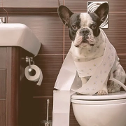 French Bulldog sitting on a toilet