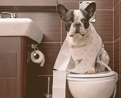 French Bulldog sitting on a toilet