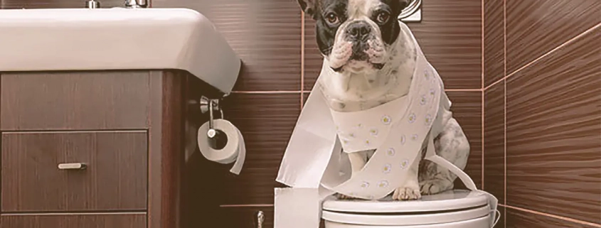 French Bulldog sitting on a toilet