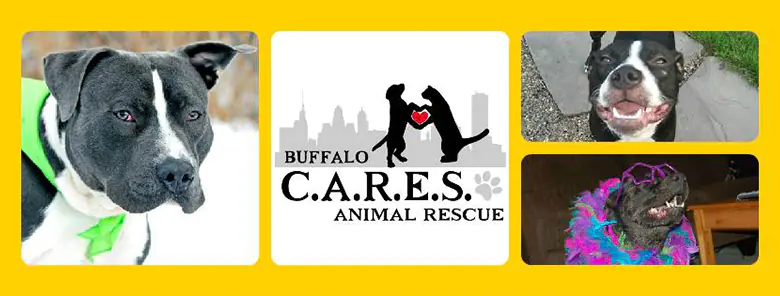 Buffalo C.A.R.E.S. Animal Rescue