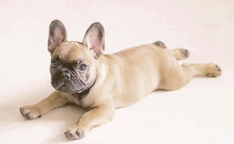 French-Bulldog-laying-on-the-floor Bulldog eating from dog bowl