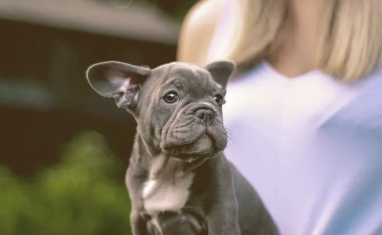 Dark grey French Bulldog puppy being supervised by his momma