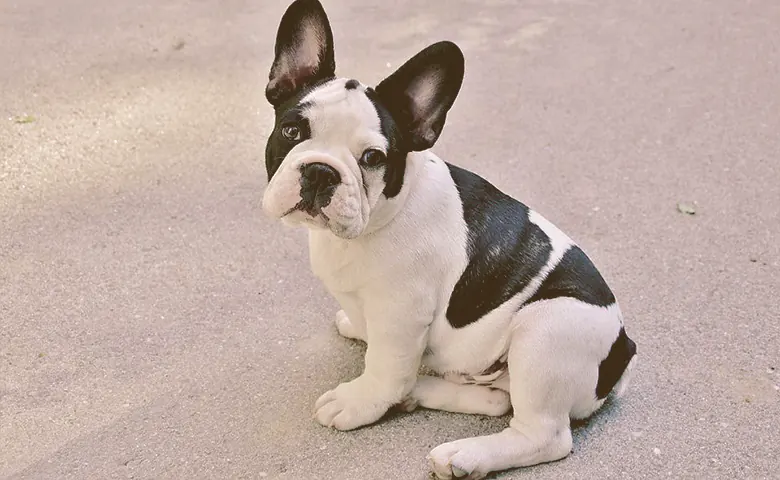 French-Bulldog-sitting-on-the-floor Dog eating from bowl on kitchen floor