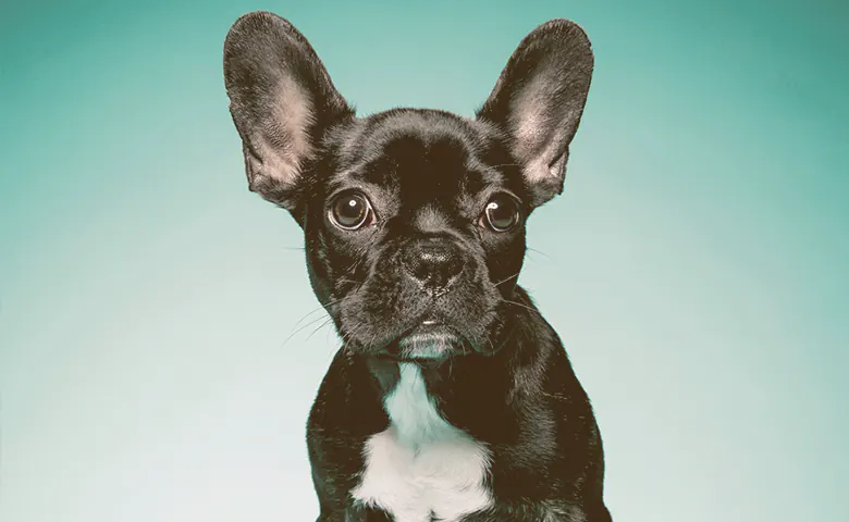 Are French Bulldogs Easy To Toilet Train