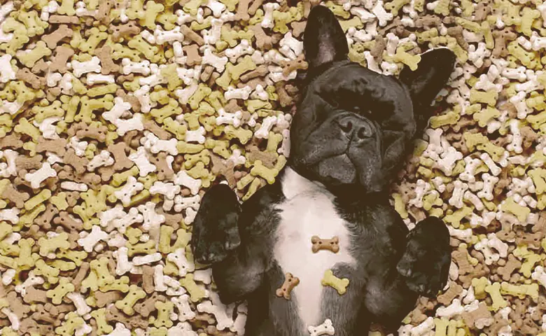 French-Bulldogs-laying-on-treats Dog eating from bowl on kitchen floor