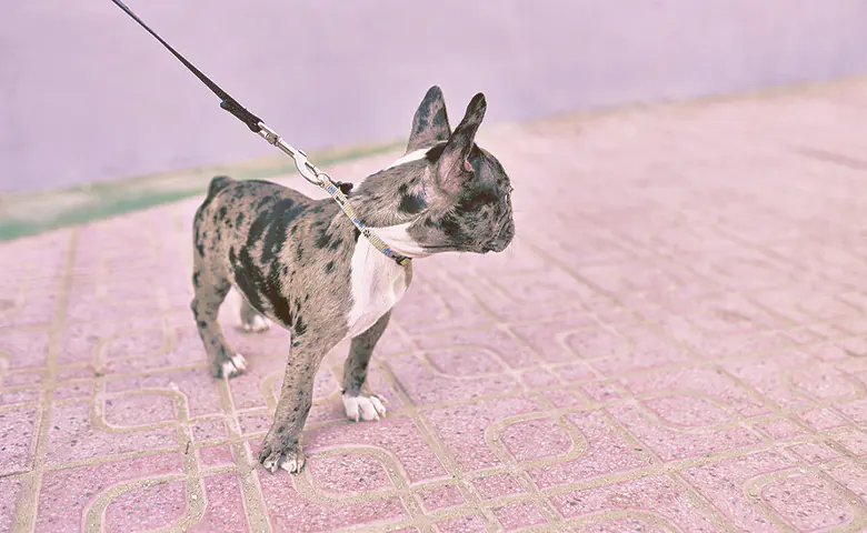 French-Bulldogs-leash Dog eating from bowl on kitchen floor