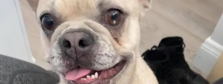 Frenchie Rescue Colorado Paws Insider