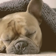 French Bulldog Sleeping