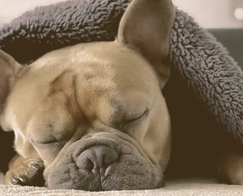 French Bulldog Sleeping