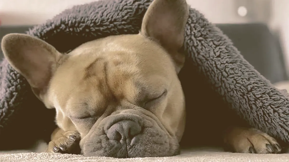 French Bulldog Sleeping