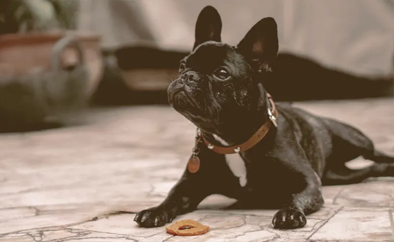 french bulldog with treat